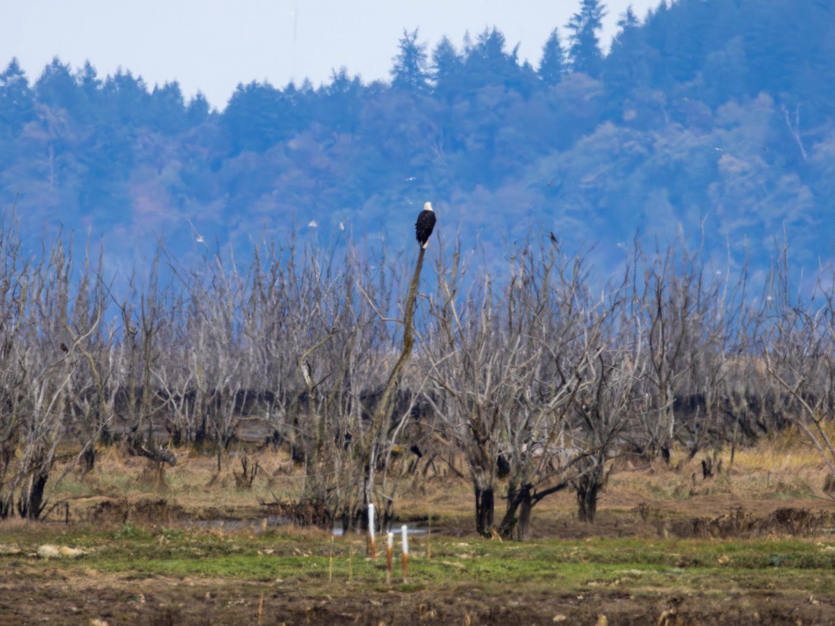 Bald Eagle - ML643669686