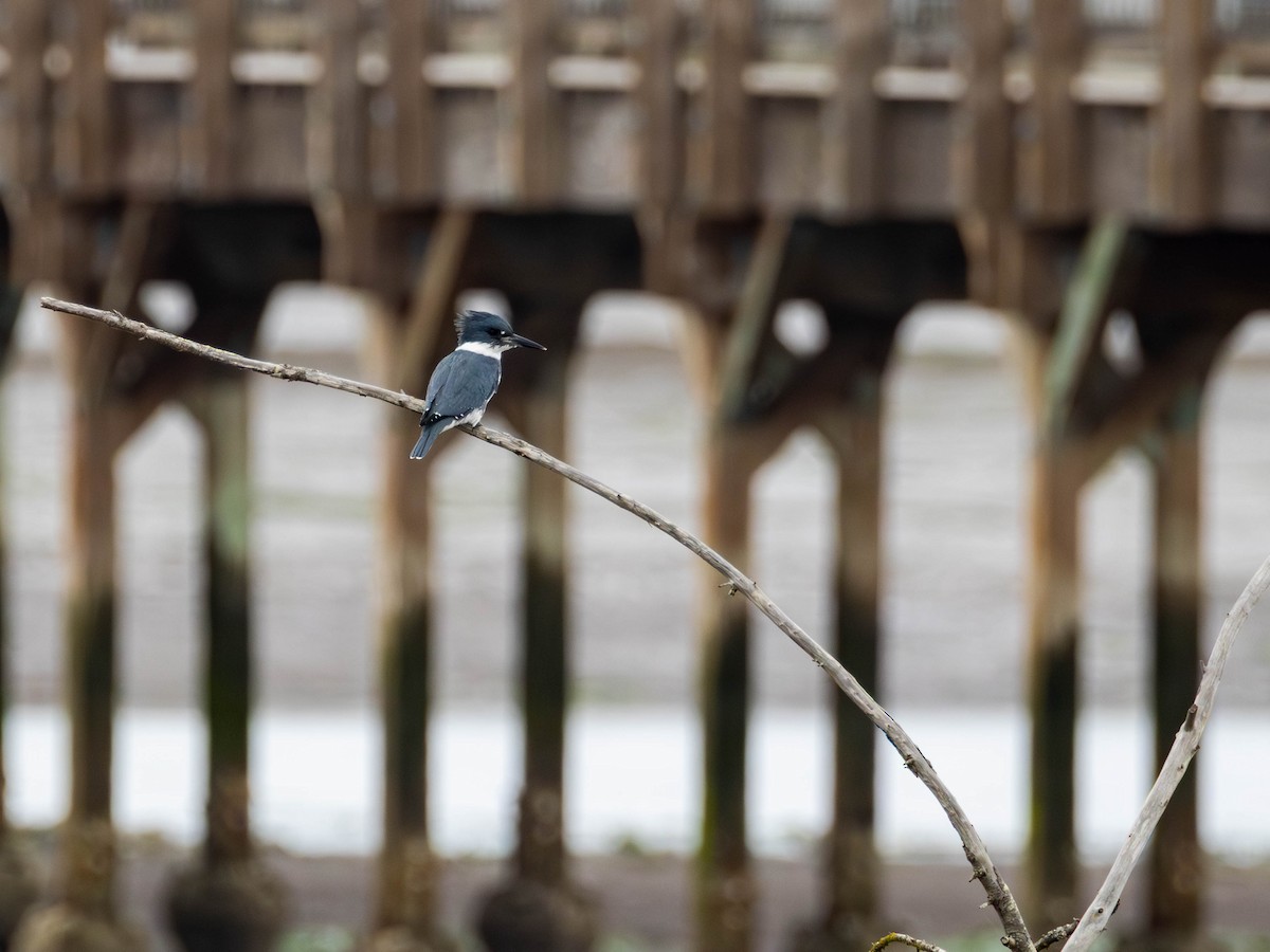 Belted Kingfisher - ML643669690