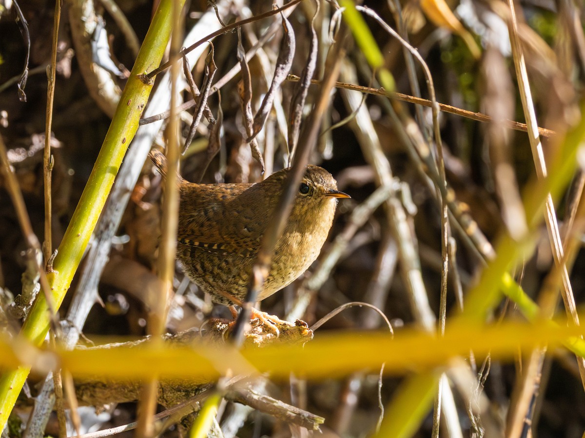 Pacific Wren - ML643669696