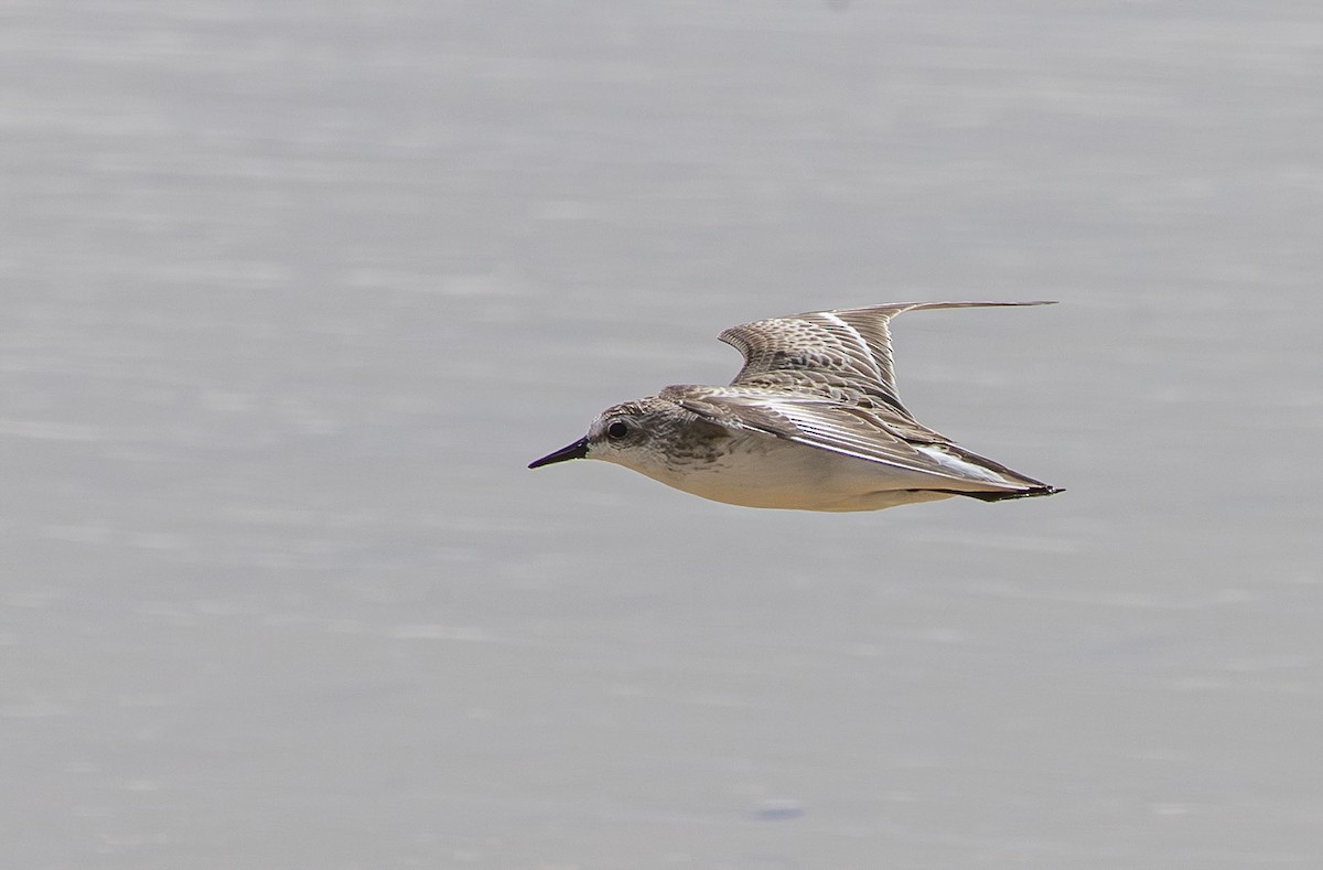 Semipalmated Sandpiper - ML643669697