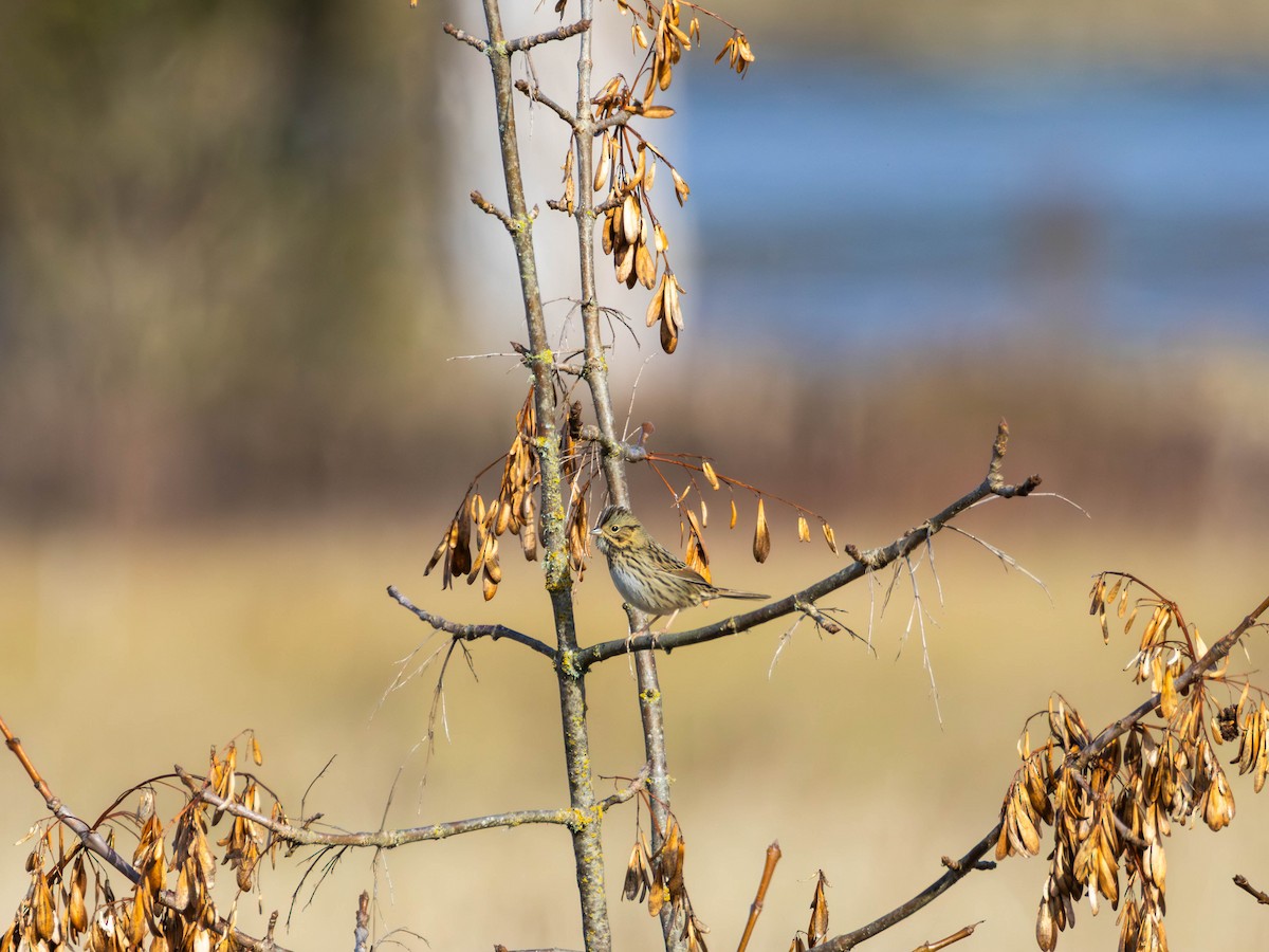 Lincoln's Sparrow - ML643669700