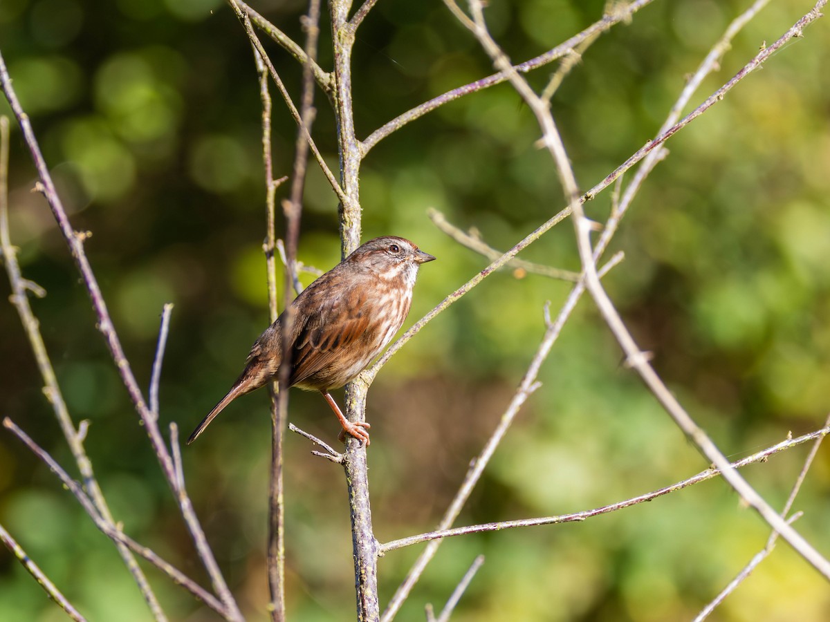 Song Sparrow - ML643669718