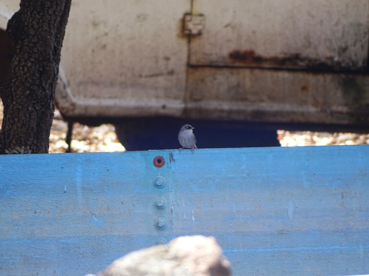 Yellow-eyed Junco - ML643669719