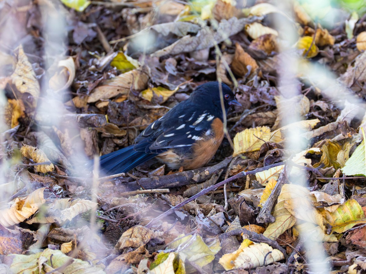 Spotted Towhee - ML643669721