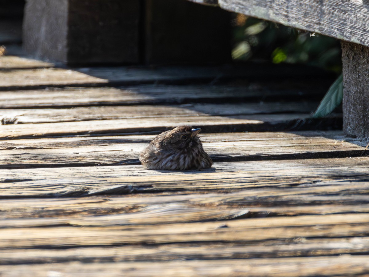 Song Sparrow - ML643669722