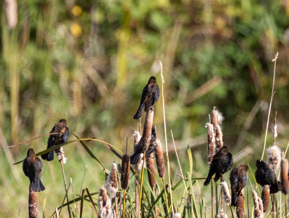 Red-winged Blackbird - ML643669728