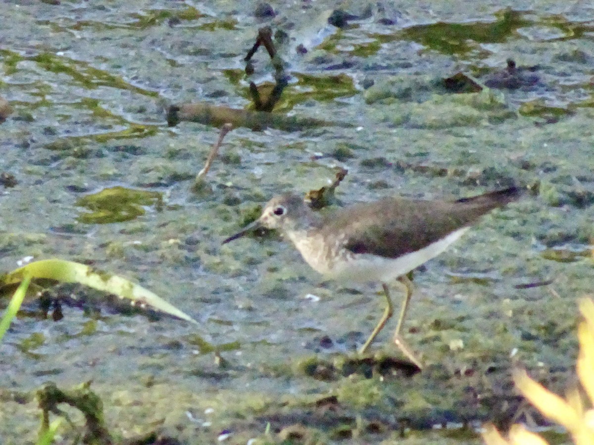 Solitary Sandpiper - ML643669729