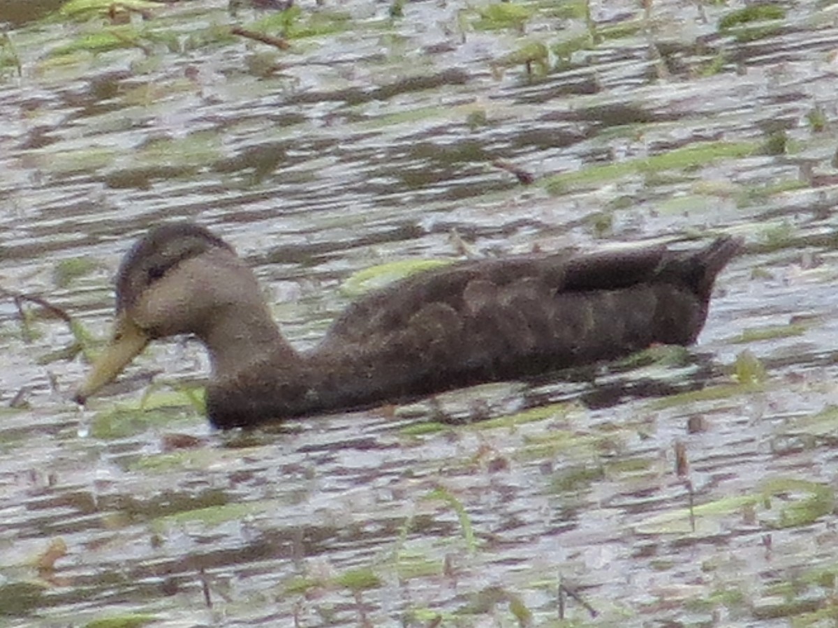 American Black Duck - ML643669773