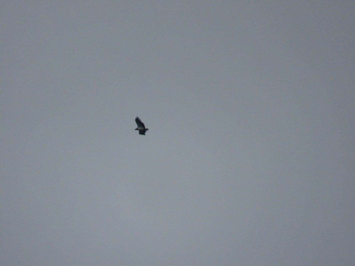 King Vulture - ML643669776