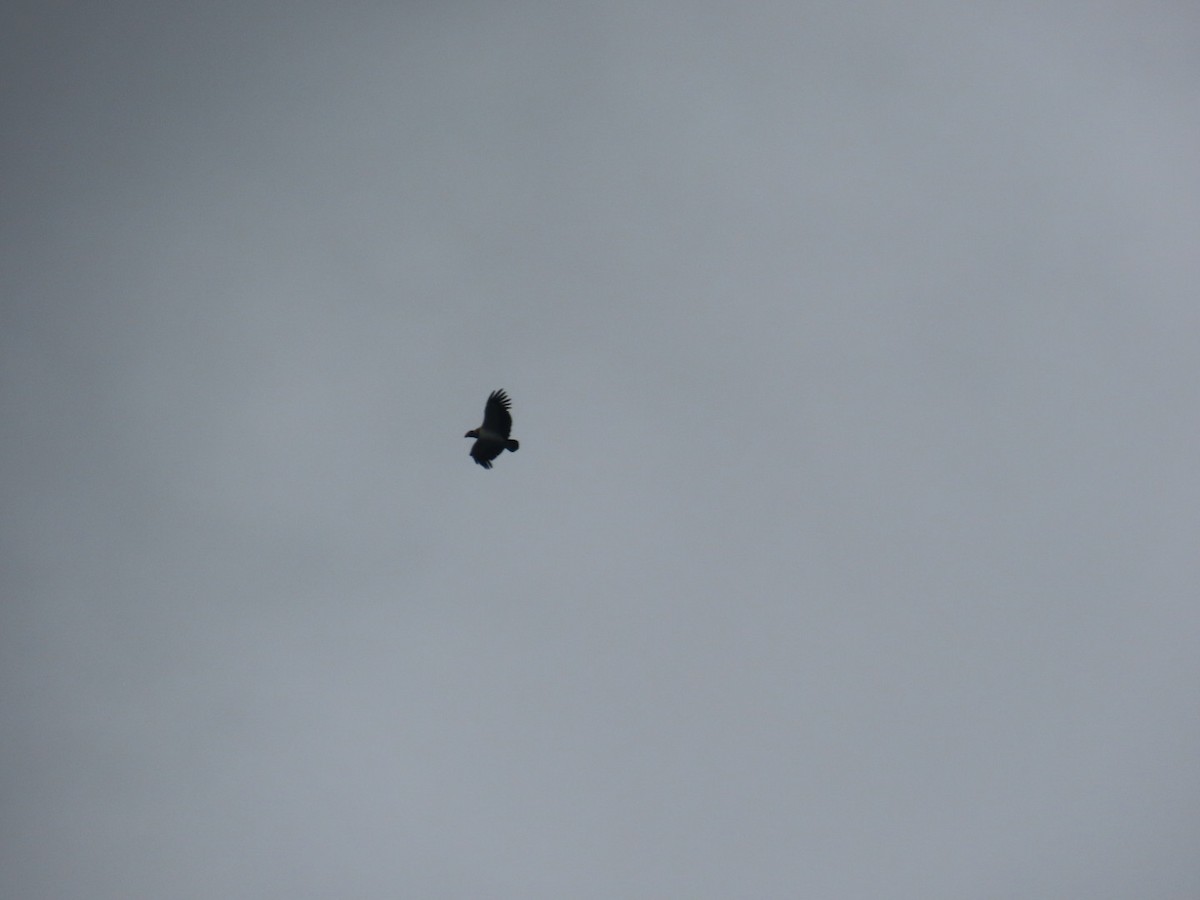 King Vulture - ML643669779
