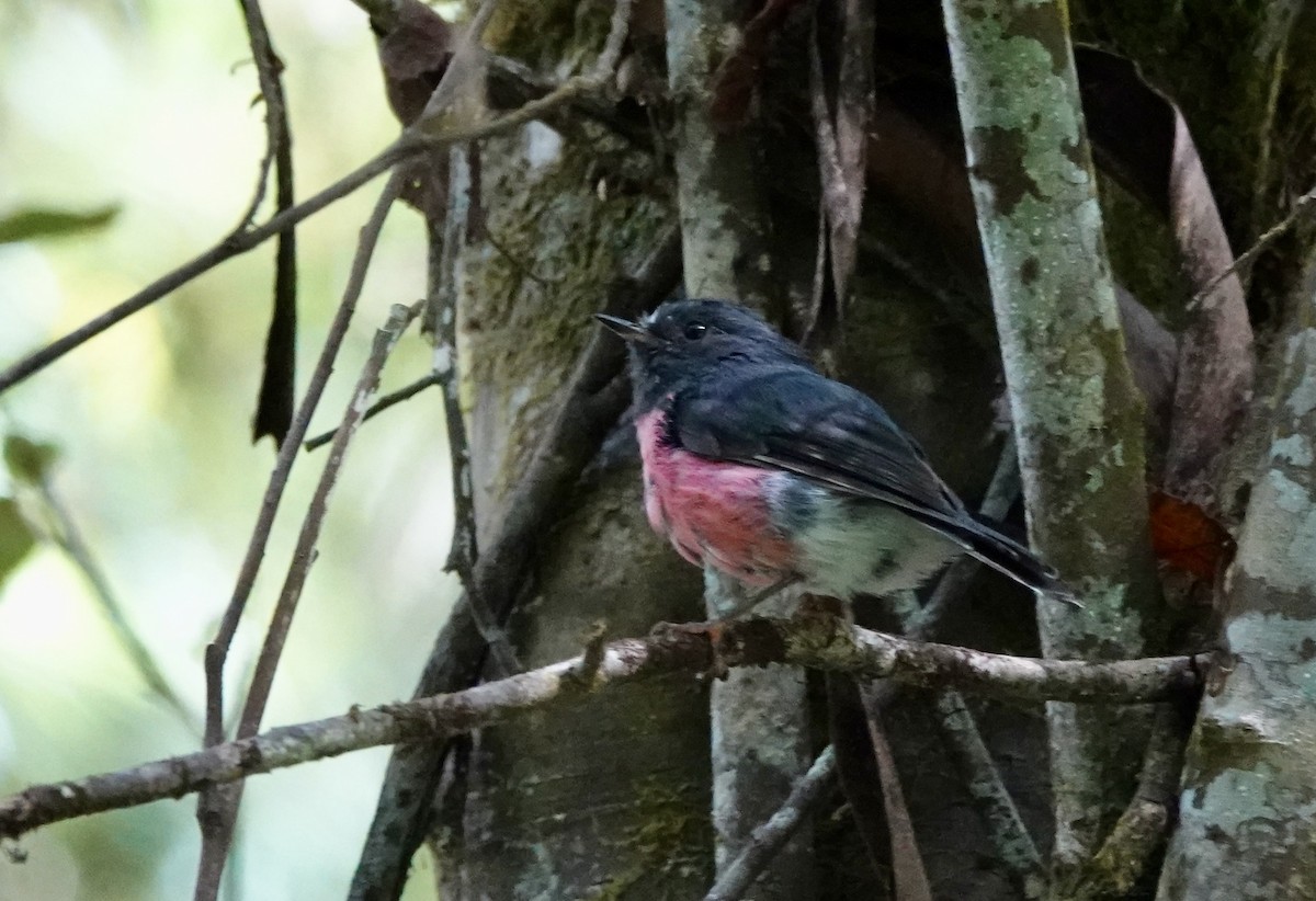 Pink Robin - Susan Hartley