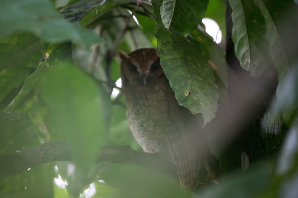 Tropical Screech-Owl - Marc Kramer | Birding by Bus