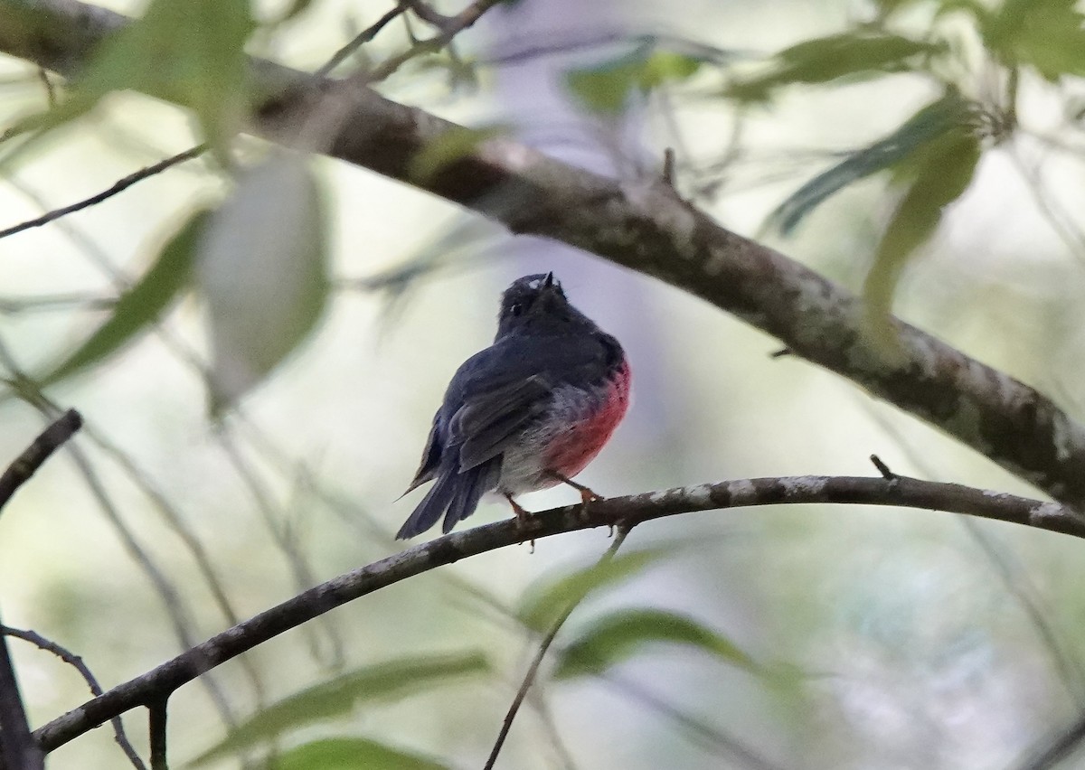 Pink Robin - Susan Hartley