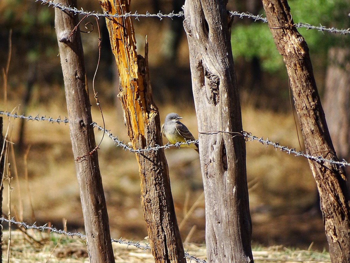 yellow-bellied kingbird sp. - ML643669870