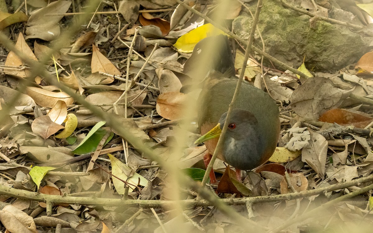 Gray-cowled Wood-Rail - ML643669876