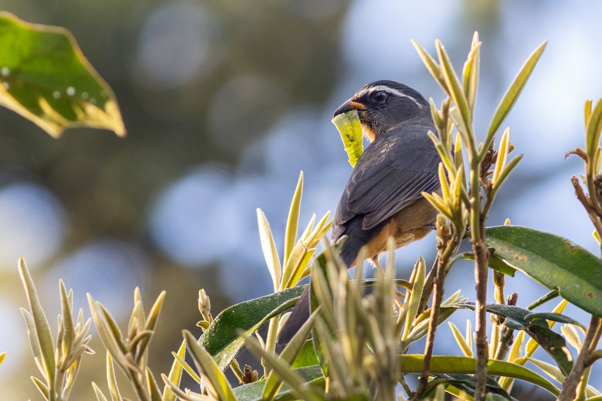 ハシブトイカル - ML643669883