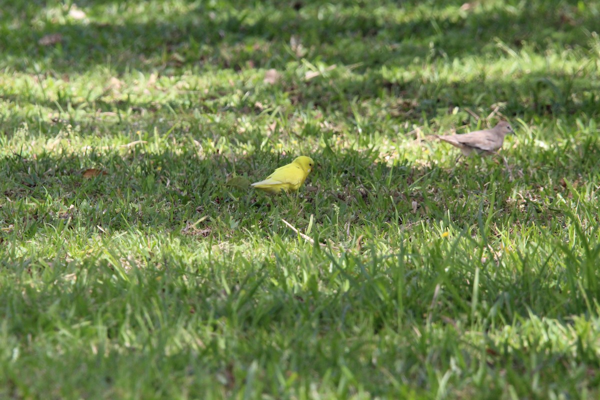 Budgerigar - ML643669888