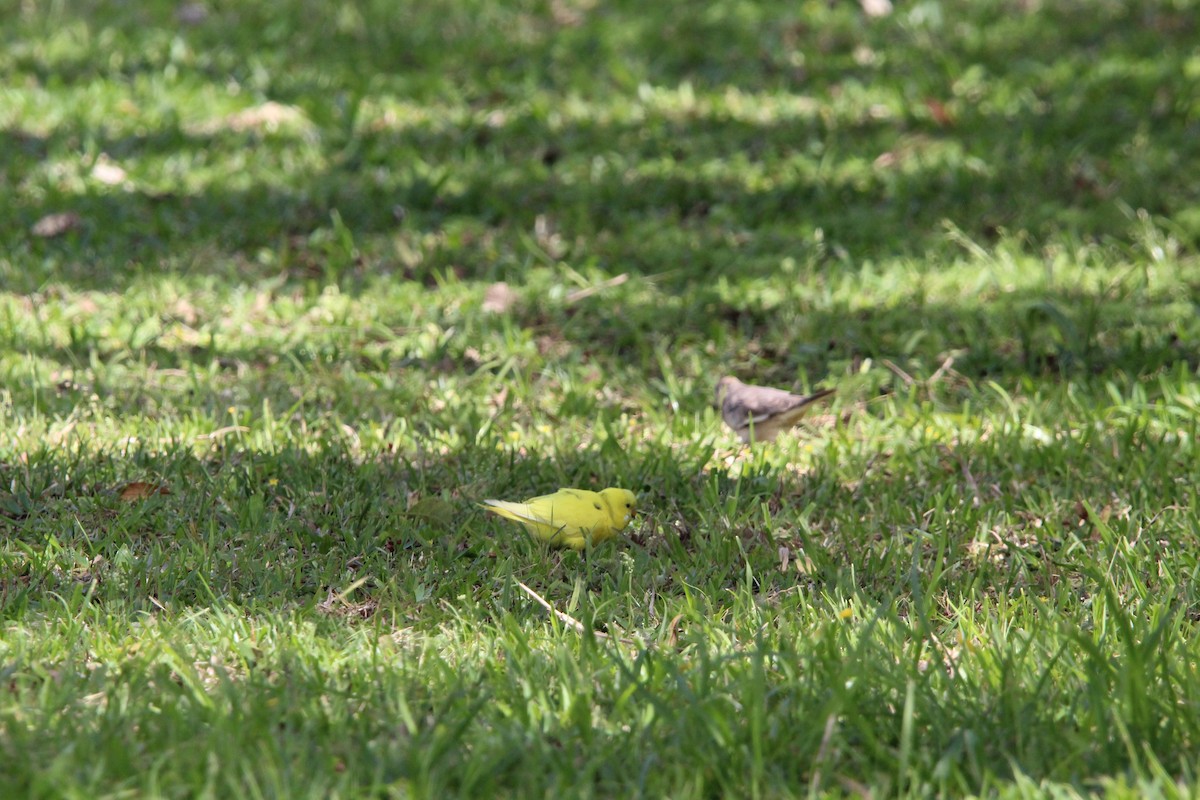 Budgerigar - ML643669889
