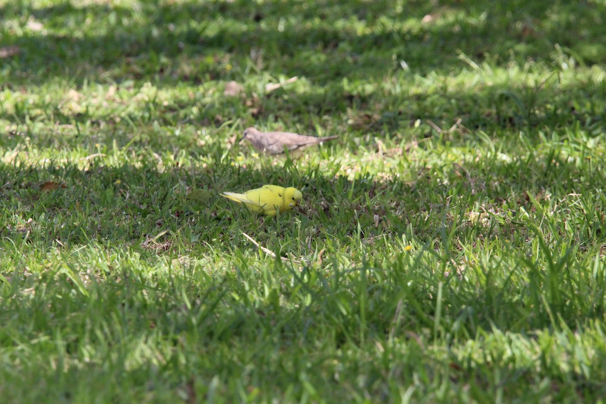 Budgerigar - ML643669890