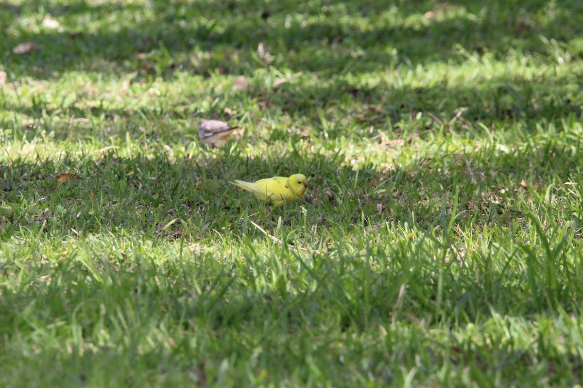 Budgerigar - ML643669891
