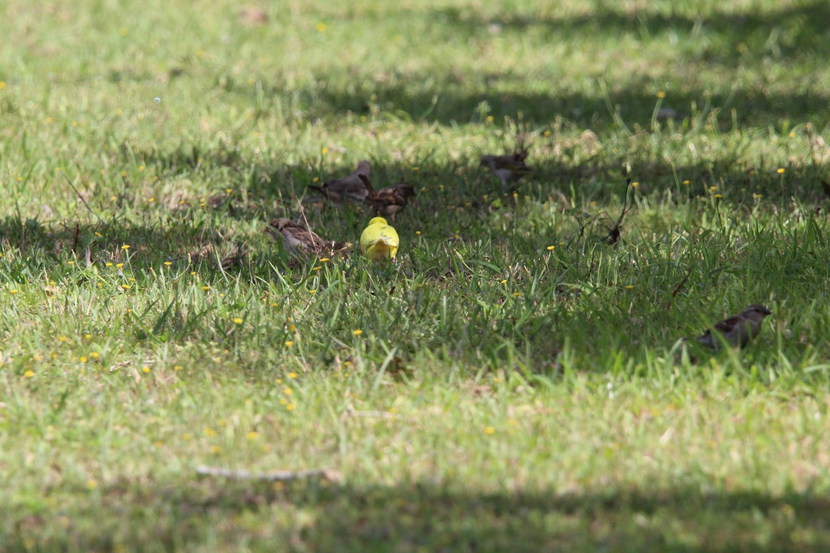 Budgerigar - ML643669894
