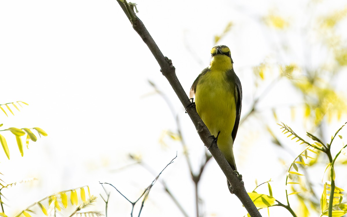 キマユタイランチョウ - ML643669896