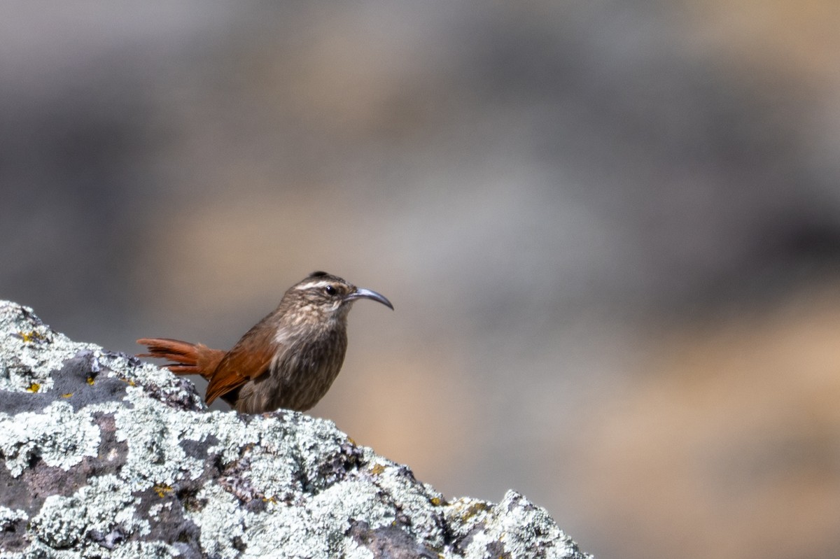 Upucerthie striée - ML643669903