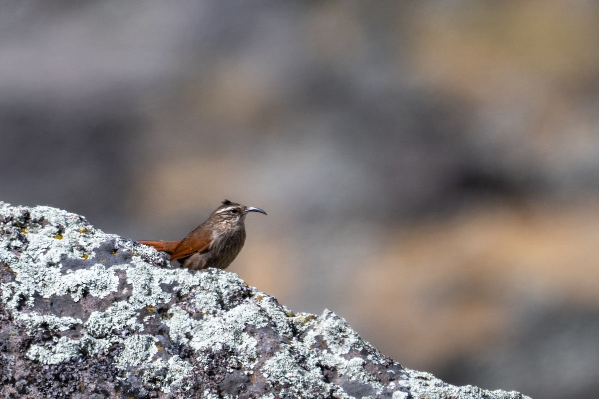 Upucerthie striée - ML643669905