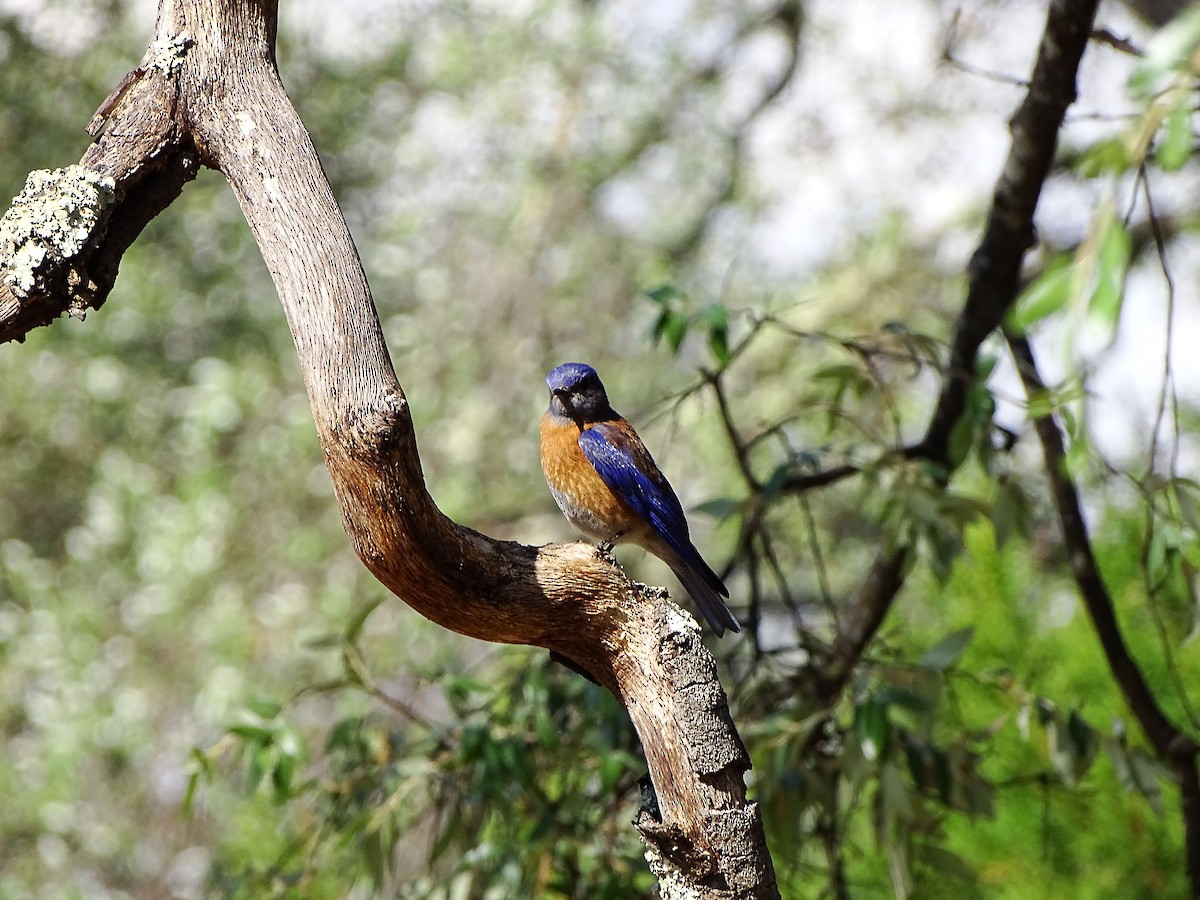 Western Bluebird - ML643669911