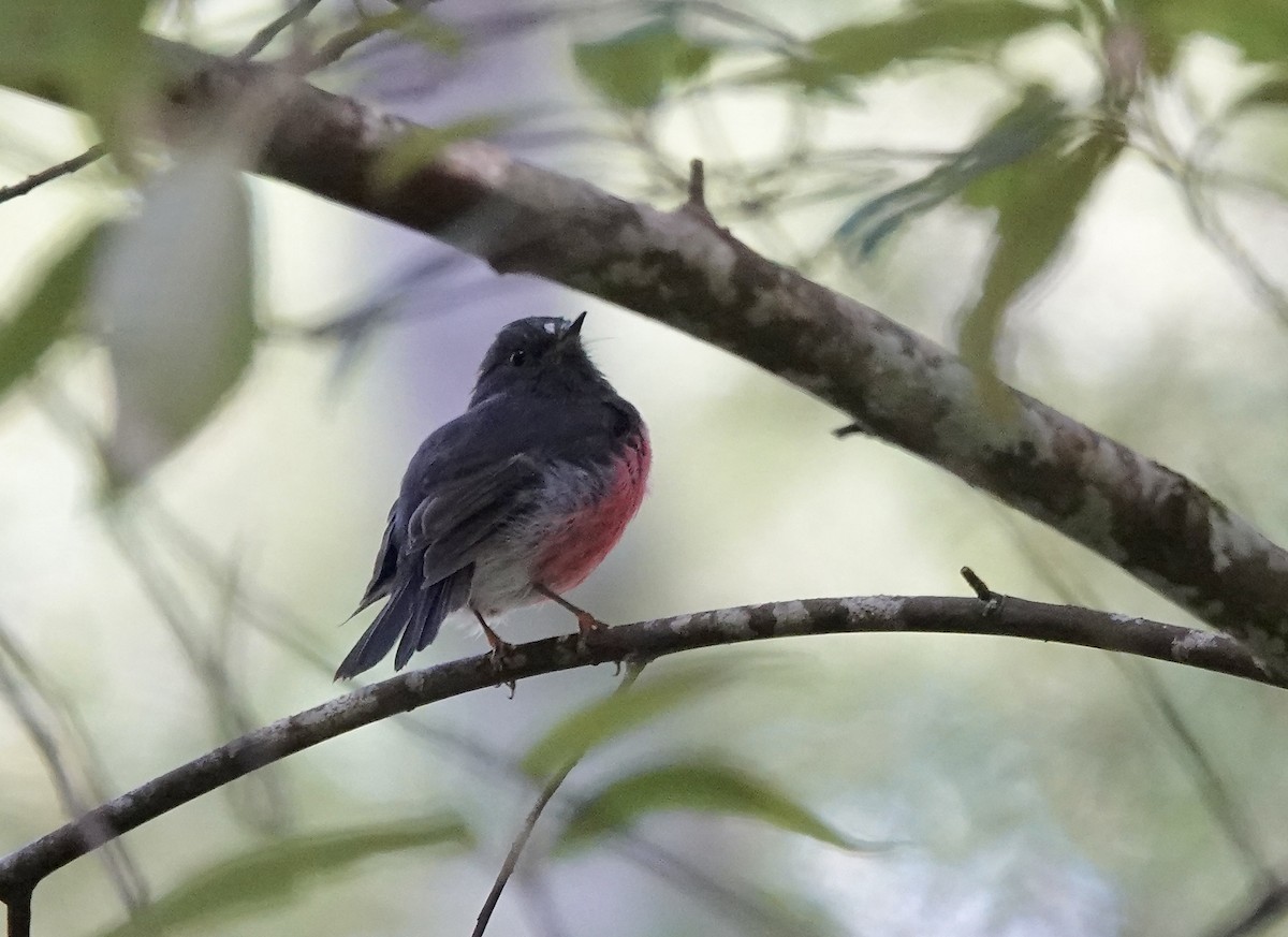 Pink Robin - Susan Hartley
