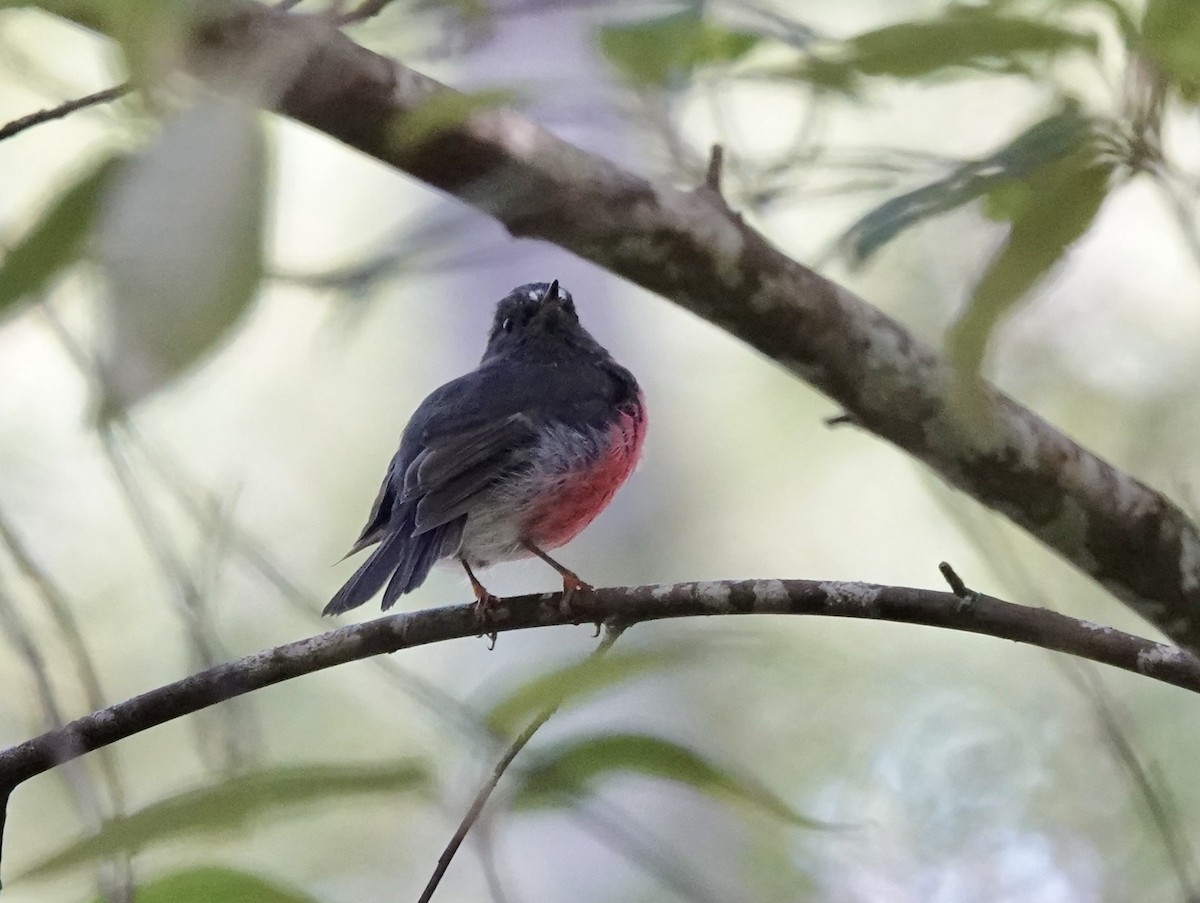 Pink Robin - Susan Hartley