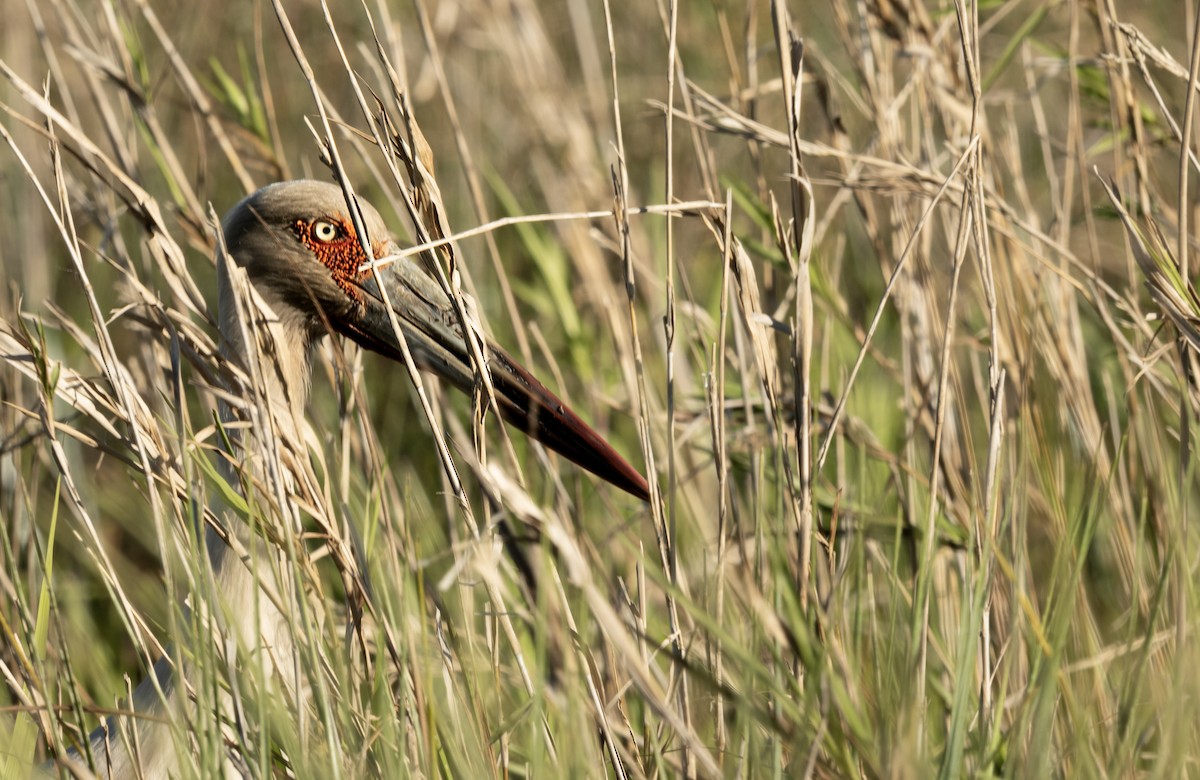Maguari Stork - ML643669939