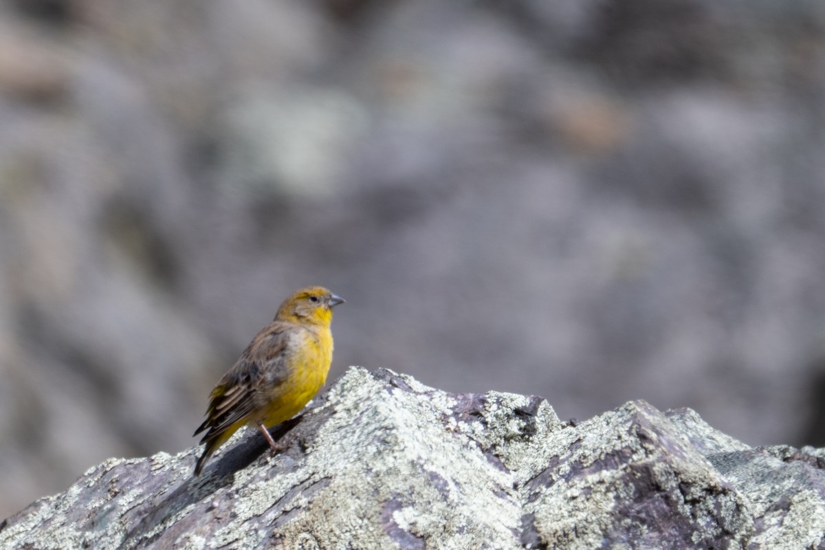 Bright-rumped Yellow-Finch - ML643669940
