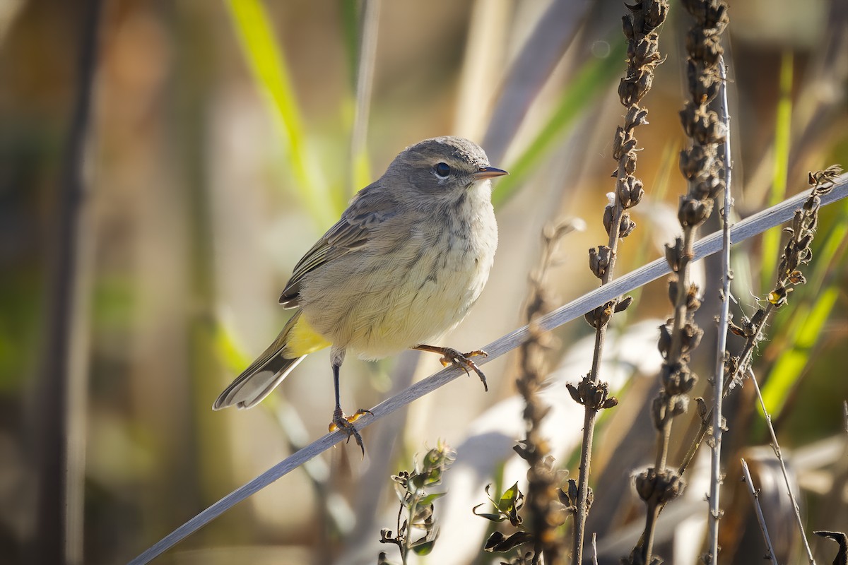 Palm Warbler - ML643669941