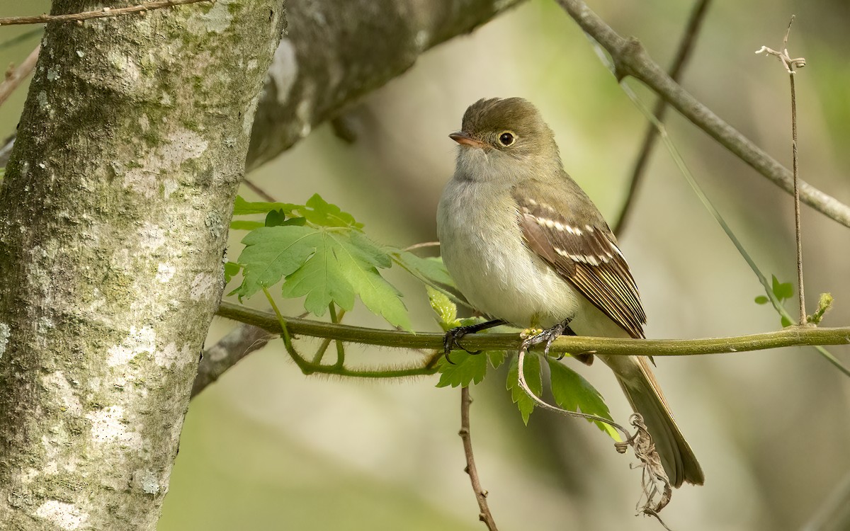 Small-billed Elaenia - Andy Walker - Birding Ecotours