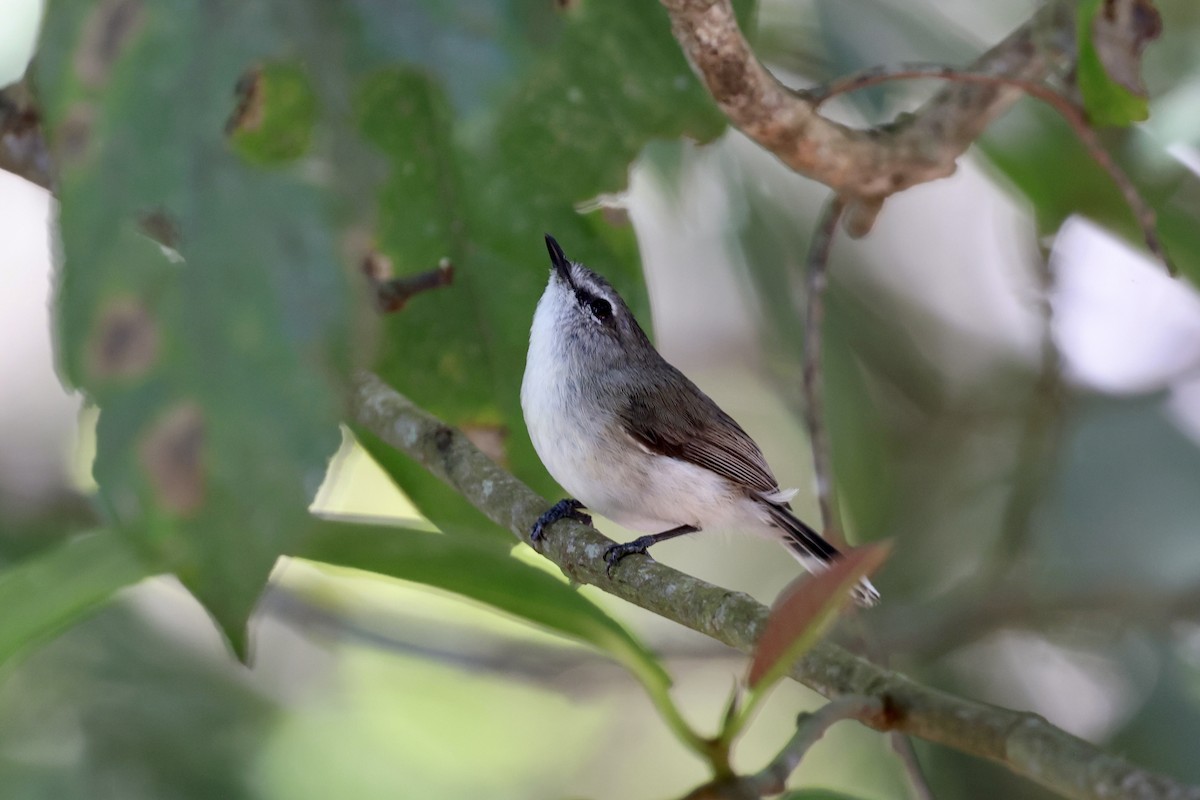 Brown Gerygone - ML643669960
