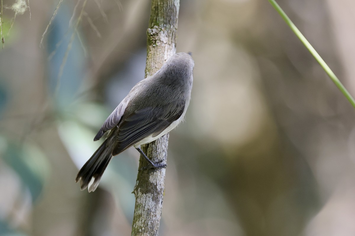 Brown Gerygone - ML643669961
