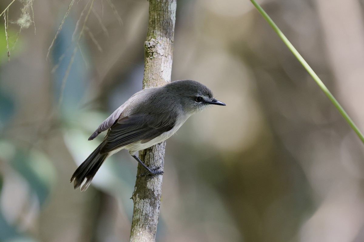 Brown Gerygone - ML643669962