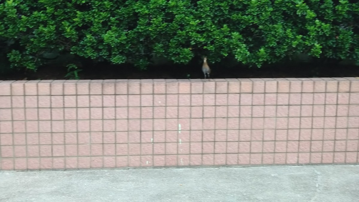 Slaty-legged Crake - ML643669974