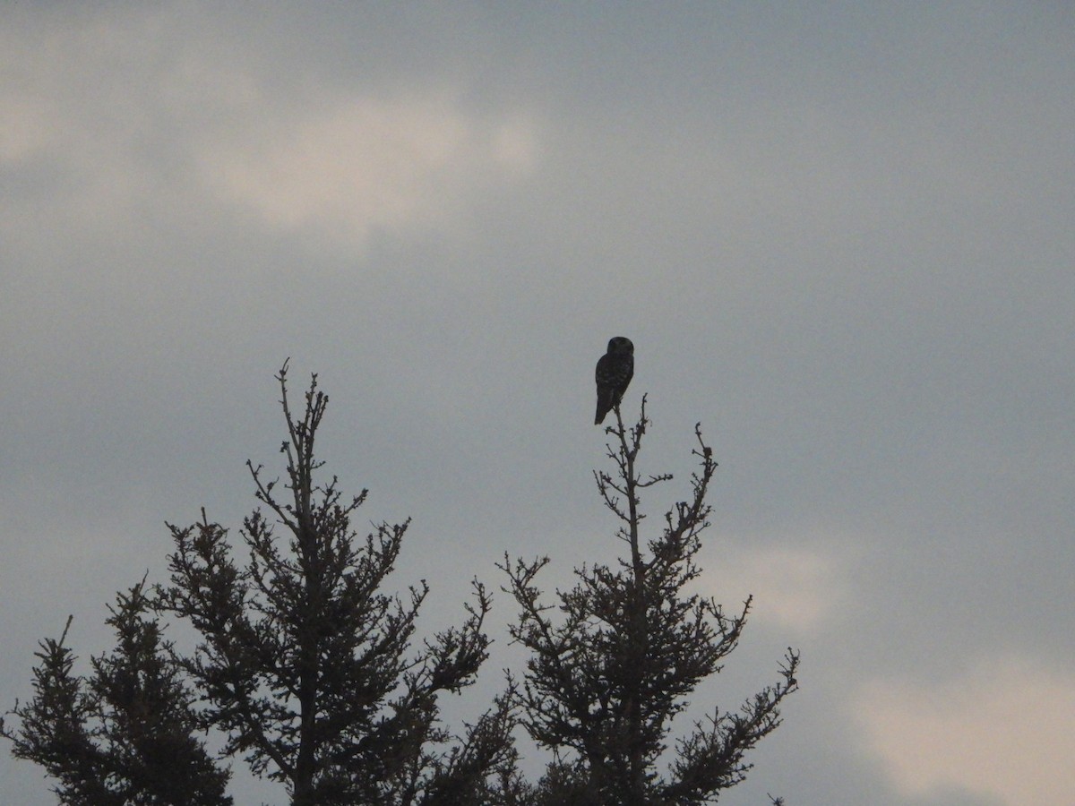 Харсуун ууль - ML643669975