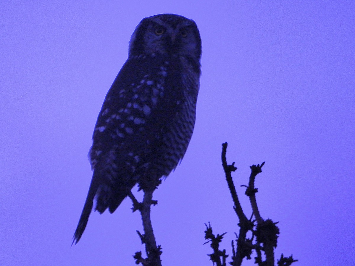 Харсуун ууль - ML643669976