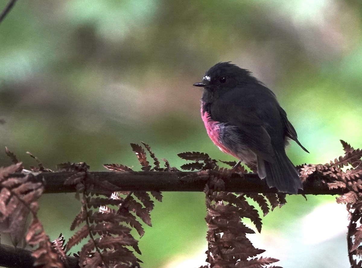 Pink Robin - Susan Hartley