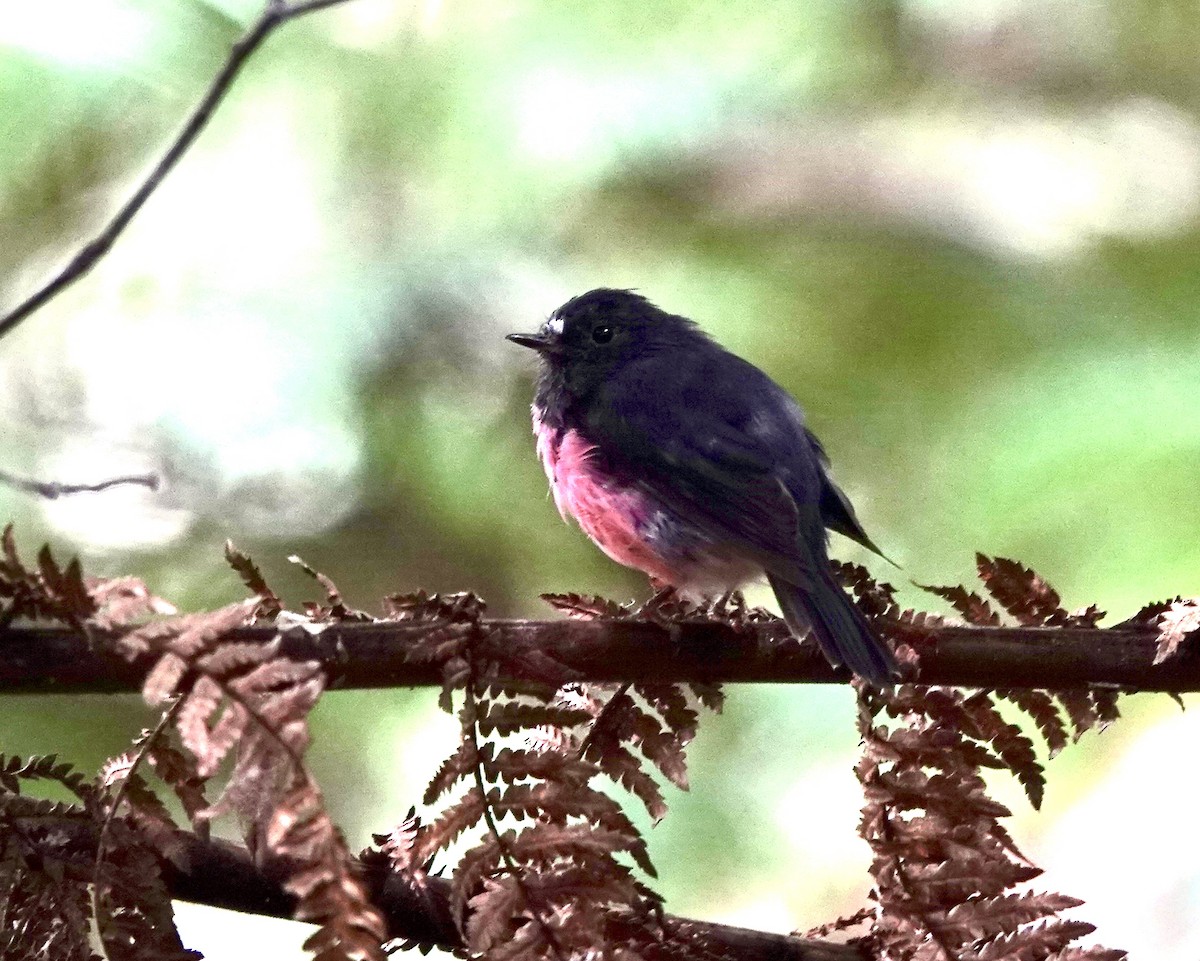 Pink Robin - Susan Hartley