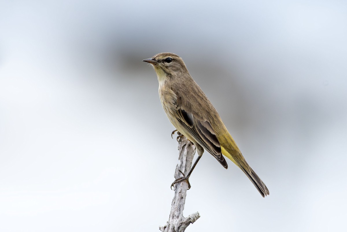 Palm Warbler - ML643669983