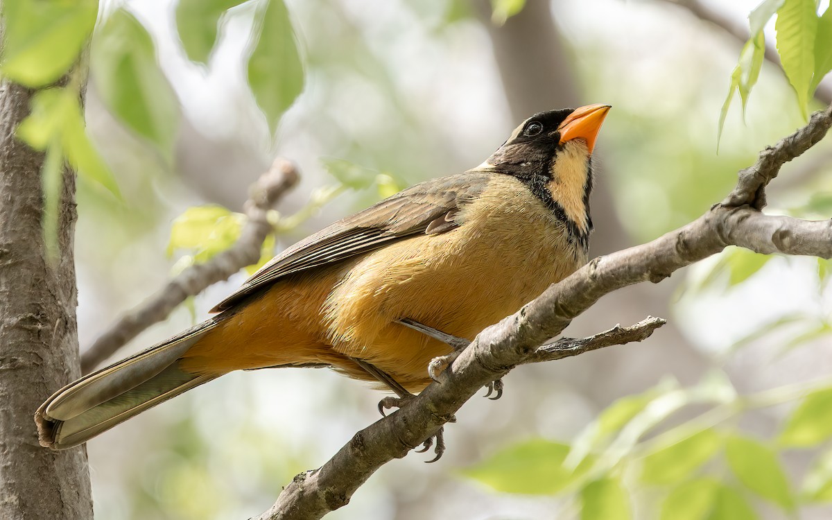 Golden-billed Saltator - ML643669985