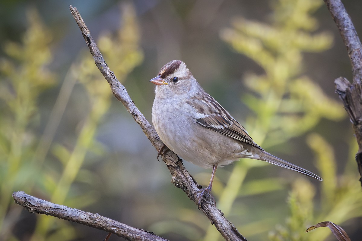 White-crowned Sparrow - ML643669987
