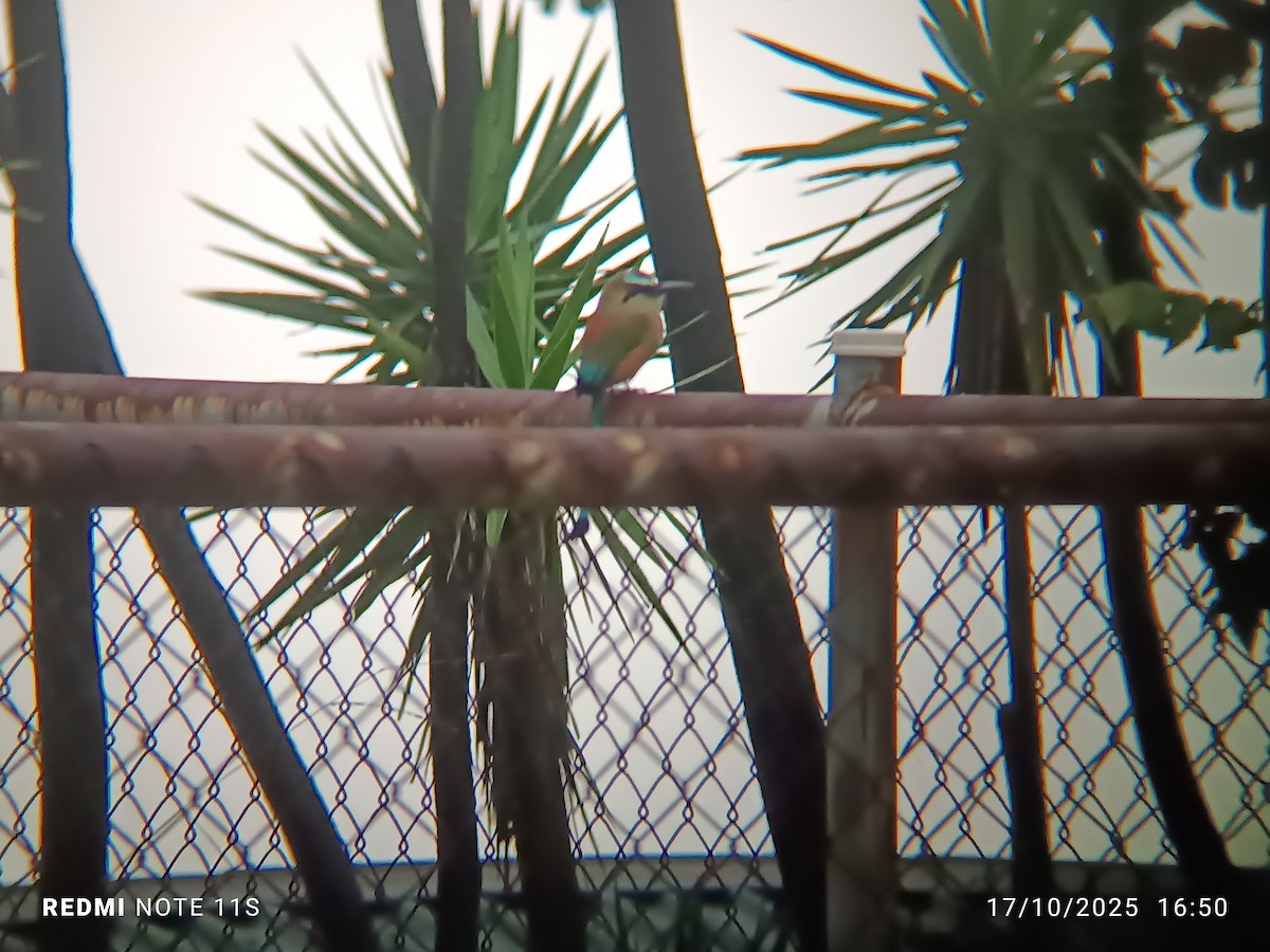 Turquoise-browed Motmot - ML643670006