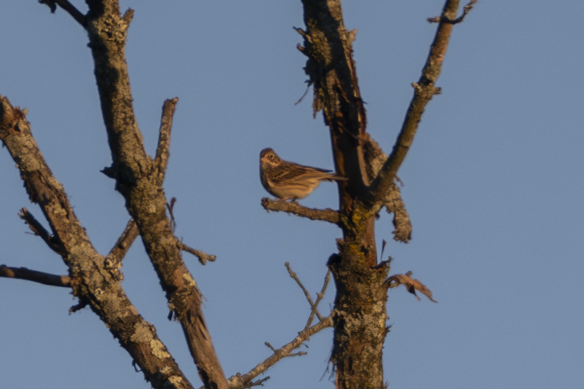 Bruant vespéral - ML643670022