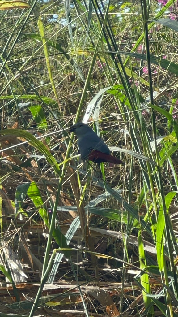 Lavender Waxbill - ML643670059
