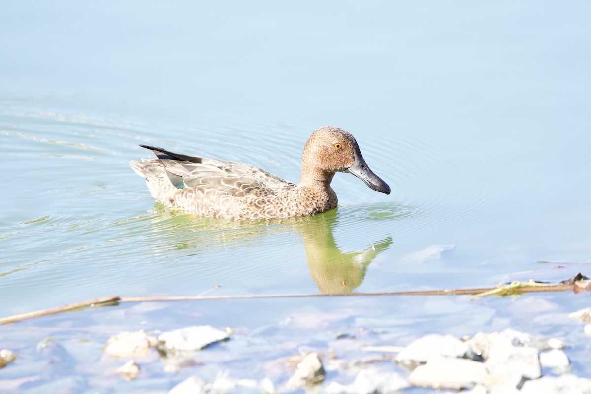 Cinnamon Teal - ML643670064